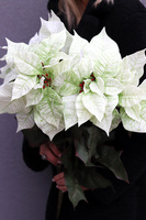 Gwiazda Betlejemska Zielono-Biała, świąteczny kwiat poinsecji