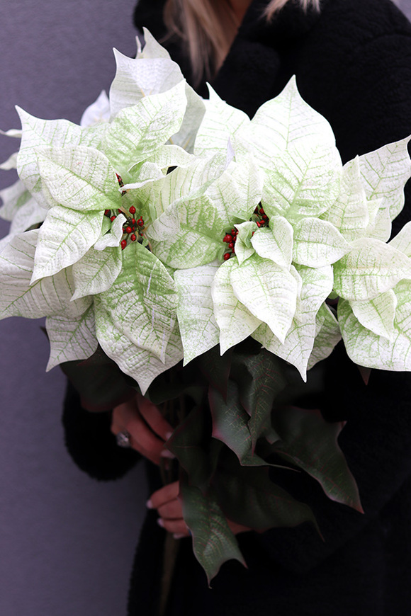 Gwiazda Betlejemska Zielono-Biała, świąteczny kwiat poinsecji