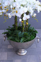 duży storczyk w eleganckim coolerze, VIP, wys.103cm