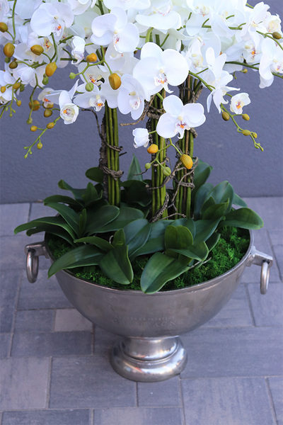 duży storczyk w eleganckim coolerze, VIP, wys.103cm