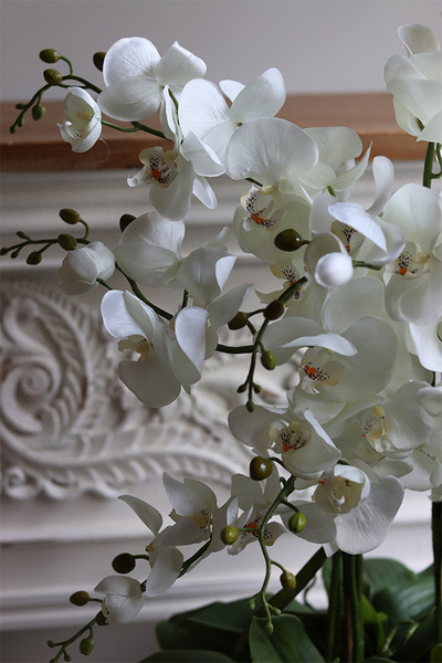 Derino Redi, sztuczny storczyk w coolerze