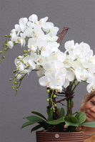 Genova Brown, sztuczny storczyk w wysokiej donicy