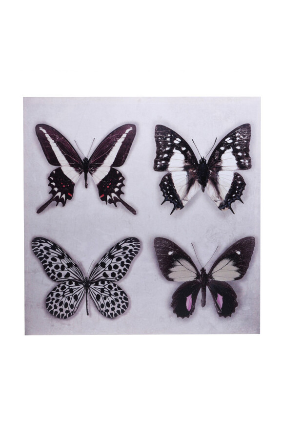 Butterfly, obraz z motylami