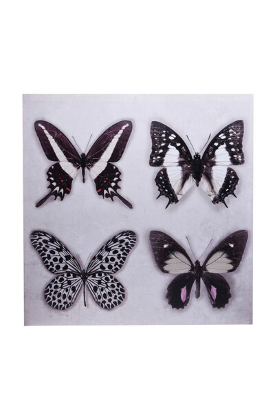 Butterfly, obraz z motylami