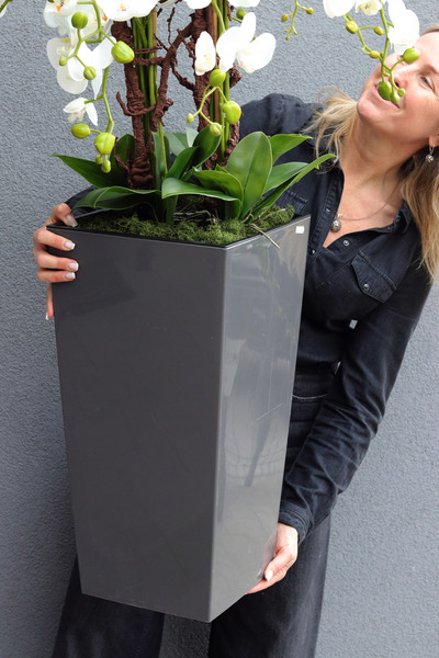 Mediolan Grey, bogaty storczyk podłogowy w donicy