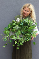 Epipremnum Ibis Concrete, kwiat sztuczny w donicy