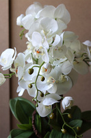 Nerulena 2, storczyk w donicy z ornamentem