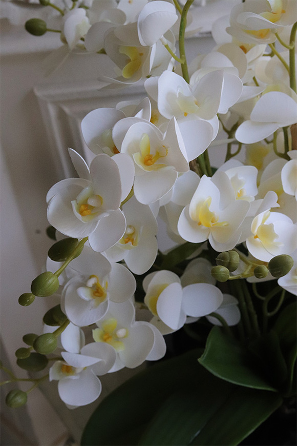 Bellana Black, storczyk w czarnej misie