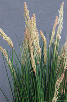 Grass Design, nowoczesna kompozycja nagrobna