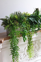 Longia Green Steel, sukulenty w stalowej donicy