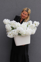 Biała Hortensja, kompozycja kwiatowa z białych kwiatów