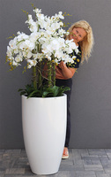 Grande Fenice Excellence, efektowny storczyk w białej donicy z fiberglass, wys.148cm
