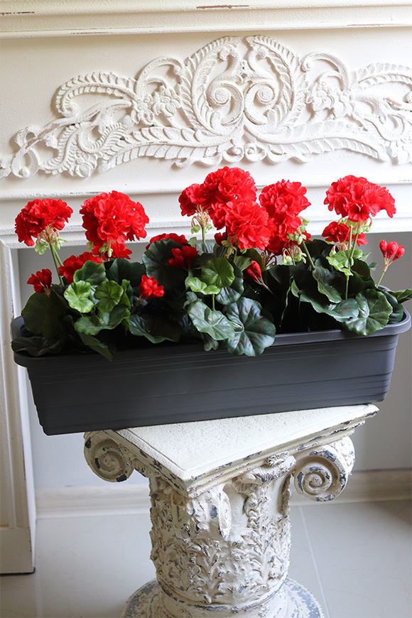 Red Flowers, kompozycja z pelargoniami