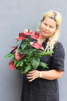 Anturium Volcan Bordo, komplet dekoracji nagrobnych