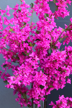 Bugenwilla Concrete, sztuczne drzewko w betonowej donicy, wys.205cm