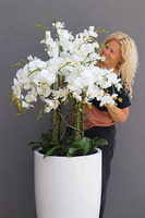 Grande Fenice Excellence, efektowny storczyk w białej donicy z fiberglass, wys.148cm