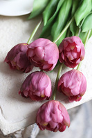 bukiet tulipanów silikonowych, Maggio Violet, 6szt. dł.46cm