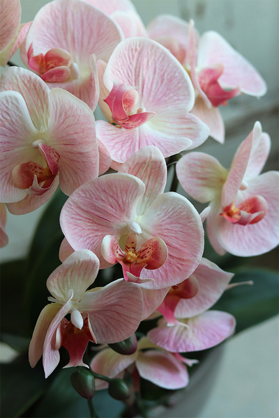 Delio Pink Beige, gumowy storczyk w beżowej donicy, wys.51cm