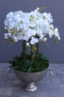 duży storczyk w eleganckim coolerze, VIP, wys.103cm