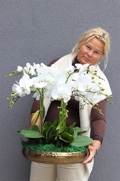 elegancki storczyk w złotej misie, Goldito, wys.60cm