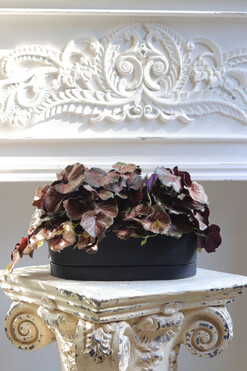 OD RĘKI Begonia Asian Tundra, roślina doniczkowa w czarnej osłonce, wym.22x45cm