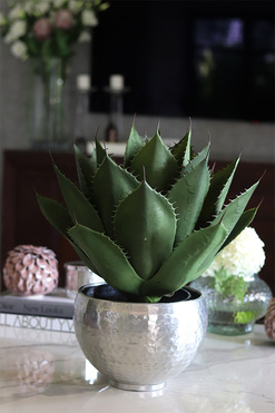 Agawa Silver, roślina w metalowej donicy, wys.52cm