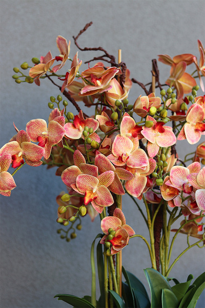 Castello Wenito Granada, gumowy storczyk w brązowej donicy