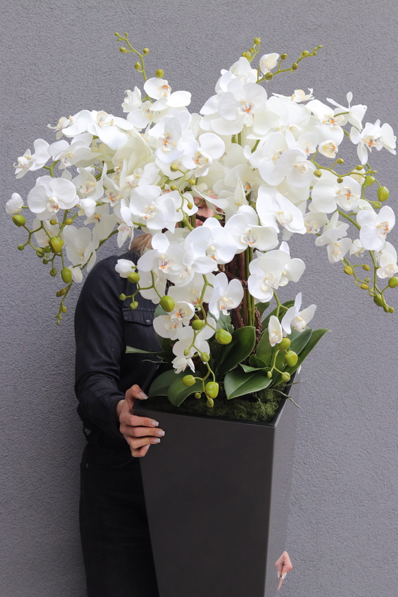 Mediolan Grey, bogaty storczyk podłogowy w donicy