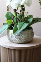 Nerulena 2, storczyk w donicy z ornamentem