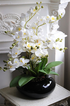 Bellana Black, gumowy storczyk w czarnej misie, wys.57cm 