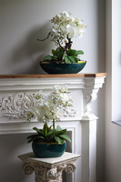 Turkusina, elegancki storczyk w zielonej donicy glamour