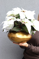 Gwiazda Betlejemska Goldenia, wysokiej jakości sztuczna roślina