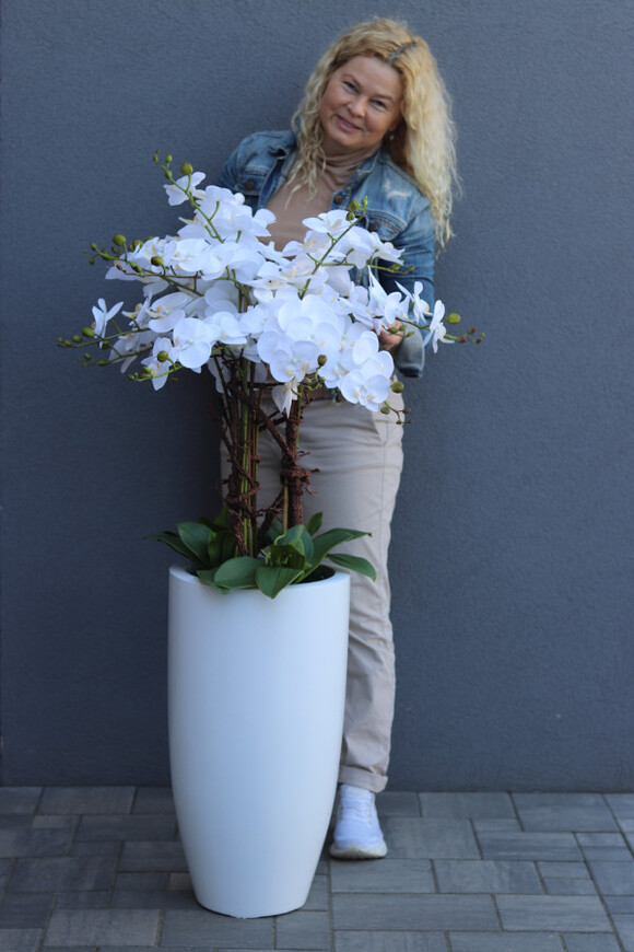 White Fiberglass Grande, duży storczyk w białej donicy