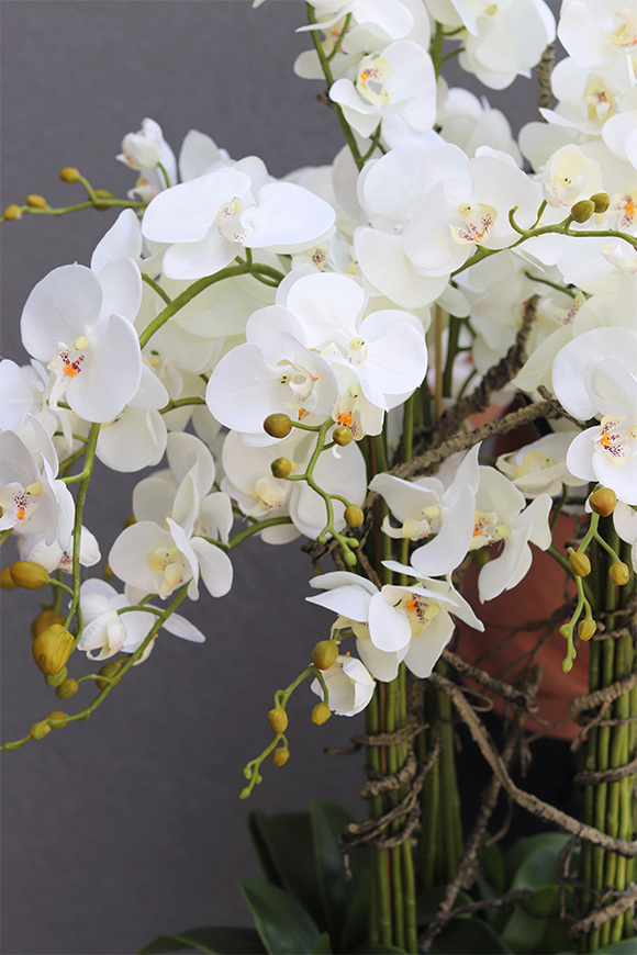 Grande Fenice Excellence, efektowny storczyk w białej donicy z fiberglass, wys.148cm