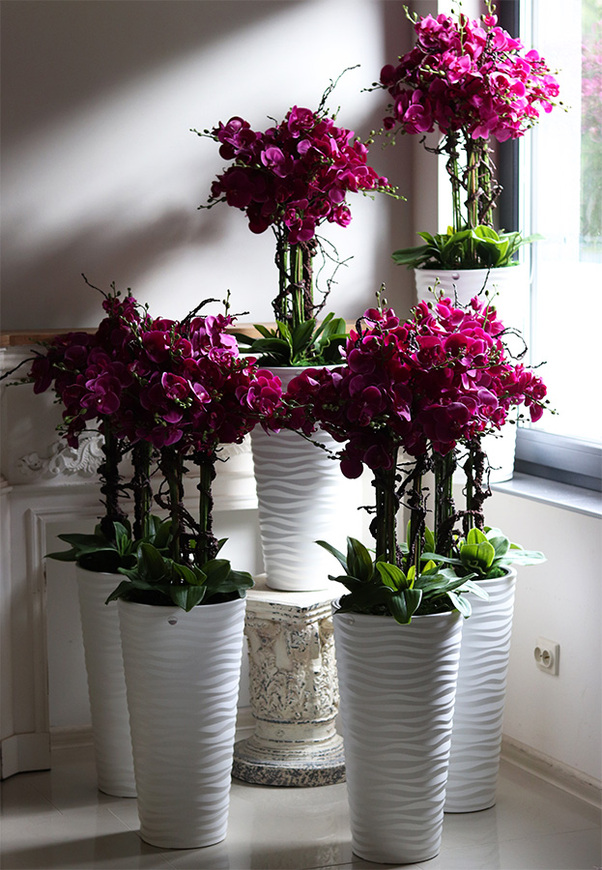 Gizelle Fuksja, wysoki sztuczny storczyk w białej donicy