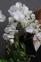 Chmielli Silver, storczyk i sukulenty w lustrzanej osłonce