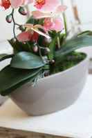 Delio Pink Beige, gumowy storczyk w beżowej donicy, wys.51cm