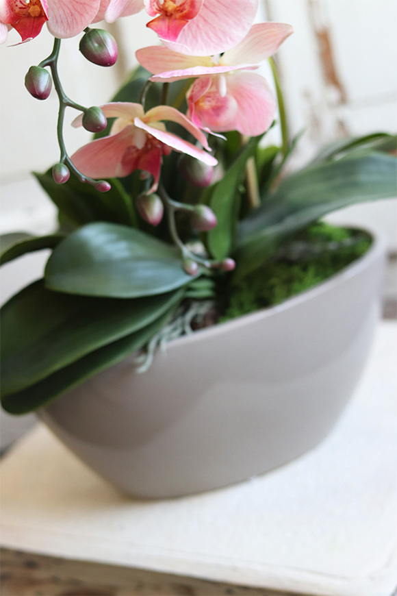 Delio Pink Beige, gumowy storczyk w beżowej donicy, wys.51cm