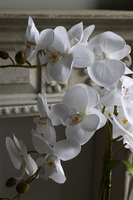 Modreta White, sztuczny storczyk w biało-srebrnej donicy, wys.52cm