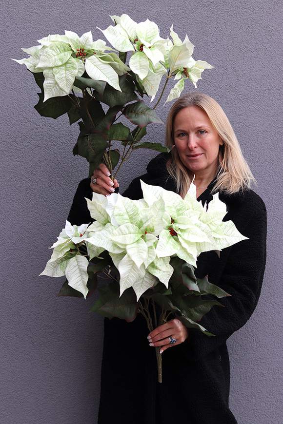 Gwiazda Betlejemska Zielono-Biała, świąteczny kwiat poinsecji