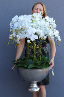 duży storczyk w eleganckim coolerze, VIP, wys.103cm