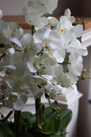 Derino Redi, sztuczny storczyk w coolerze