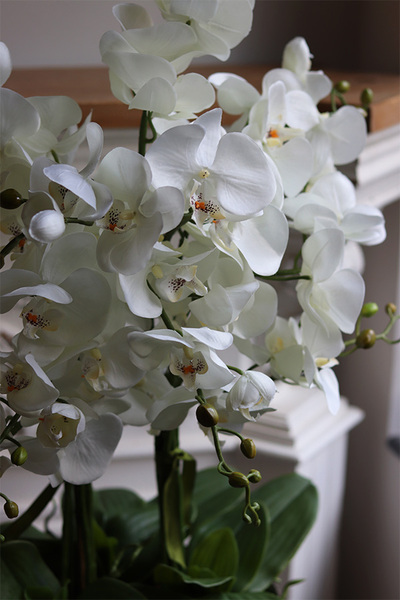 Derino Redi, sztuczny storczyk w coolerze