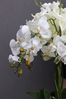 Fiberglass Grande White, storczyk XXL w białej donicy