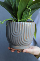 Hrena Pink, różowy storczyk w beżowej donicy