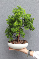 Bonsai Supreme, sztuczne drzewko w ceramicznej misie, wys.42cm