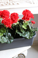 Red Flowers, kompozycja z pelargoniami