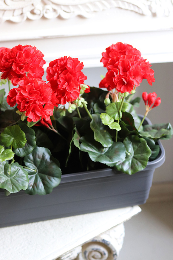 Red Flowers, kompozycja z pelargoniami