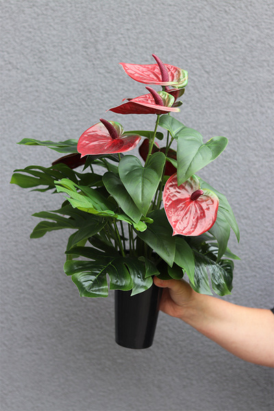 Anturium Volcan Bordo, komplet dekoracji nagrobnych