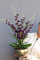 Tajlandia Purple, storczyk w złotej donicy